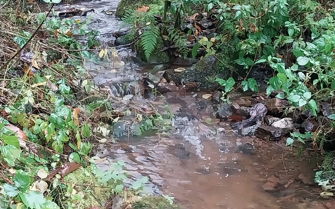 Projets de frayères sur les ruisseaux affluents de la Thur